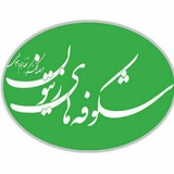شکوفههای زیتون (اسپرو)