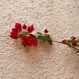 eN .