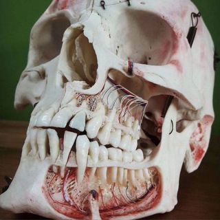 دنتالوژی 🦷