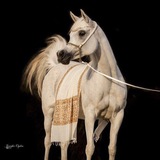 وَالْتقَتْ حَلَقَتا البِطانِ