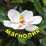 МАГНОЛИЯ | ОТКРЫТКИ