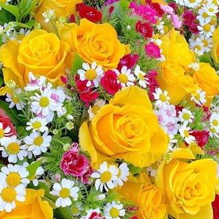 صوتيات المهندس علاء حامد