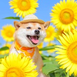 HiKARi 光 🌻