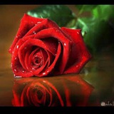 قصص الانبياء والتابعين 🍒 احكام شرعيه