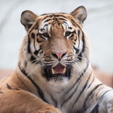 TIGER MEMAN ( Calling π )