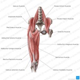 Muscle test & Palpation