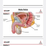 Prac. Anatomy (3rd)