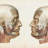 Anatomy Mcq