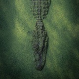 Crocodīlə