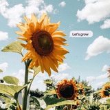 Sunflower 🌻