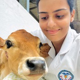 My Vet Journey