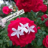 أُنـْــثَــى الــيَــآسـَـــــمِــيــنْ 🌸