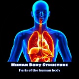 Human Body Structure ™
