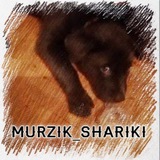 Murzik_shariki