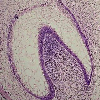 ORAL HISTOLOGY