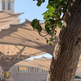 نــــور الفخـرَانِي".