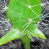 B.Sc.2 year notes BOTANY & ZOOLOGY