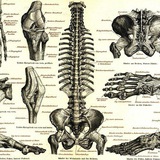 ANATOMY Muad abdusamad