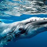 Ali hasani vip Whales