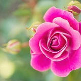 🌷المرأة والثقافة الزوجية🌷