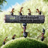 Обучающий дом The Ants~