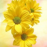 🌷الداعيــات الى الله🌷