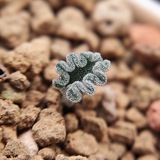 Mimamu_plants