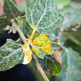 Защита растений plant protection 🐛 🐞 <i class="emoji" st