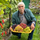 🍇 СЕВЕРНЫЙ ВИНОГРАД (канал Вадима Точилина) 🍇