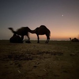 فَ