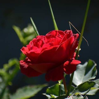د نعتونو او ترانو البمونه