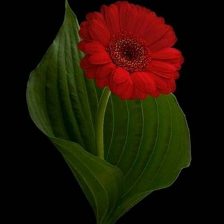 آهنگهای ناب عاشقانه