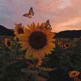 أيّار | 𝐌𝐀𝐘 💛🌻