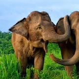 Пхукет 🐘 Путеводитель