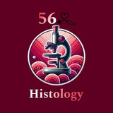 56’s 𝐇𝐈𝐒𝐓𝐎𝐋𝐎𝐆𝐘 🇵🇸