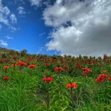 شعر لری