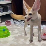 Funny Fennecs!