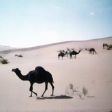 بتّال
