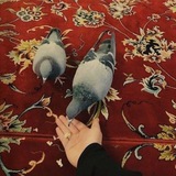 ѕαɾαᏂ | سَـارا