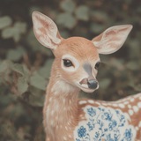 غزالة 🦌 💕