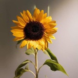 نسمَـةٌ | 🌻 .