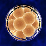 (Embryology) جنین شناسی علوم پزشکی
