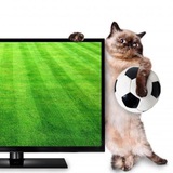 Чемпионат Дамира ⚽️ 🏒