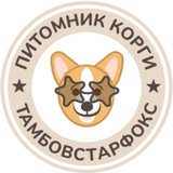 Мир корги питомника Тамбовстарфокс