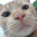 Kucing Lucu | Cute Cat 🐾