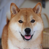 林狗足球心水
