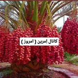 Картинка канала