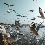 Картинка канала