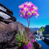 Картинка канала