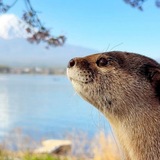 Выыдрыыы (выдры/otters)